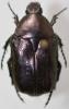 Cetonia aurata